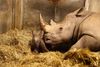 Det var ikke til at mærke, at mor Zuri (født i 2011) var førstegangsfødende, siger dyrlægen. Foto: Frank Rønsholt, Zoologisk Have i København