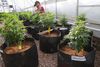 Medicinsk cannabis findes i udlandet som både mad (f.eks. kage), drikke (f.eks. sodavand), olier og planter. Man kan indtage det ved spisning eller rygning. Arkivfoto: AP
