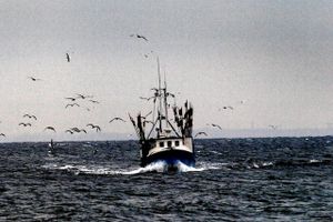Danske fiskere kan med den nye aftale hive flere sejer, kuller, rødspætter og sild i land. 