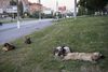 Myndighederne har sat en offensiv i gang mod storbyens mange herreløse hunde i Volgograd. Foto: Gregers Tycho