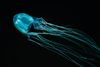 Australsk box jellyfish. Foto: Kelvin Aitken/AP