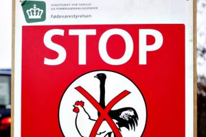 En fuglefarm i Tjele ved Viborg er ramt af fugleinfluenza. Det er fjerde tilfælde i landet siden november. 