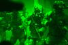 Scene fra filmen ”Zero Dark Thirty”, der skildrer jagten på Osama bin Laden.