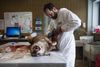 DTU Veterinærinstitut i København fik ulven til undersøgelse efter drabet. Foto: Gregers Tycho