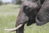 I Mali bliver de sjældne ørkenelefanter slået ihjel for at sælge stødtænderne, så terrorgrupperne kan få flere penge. Her er det dog ikke en ørkenelefant.