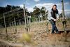 Tom Christensen er med ti hektar vinstokke på Dyrehøj Vingård ved Kalundborg Danmarks største vinproducent. Foto: Joachim Adrian
