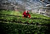 Det bliver i fremtiden dyrere at opvarme de danske gartnerier – i hvert fald hvis det sker med fossile brændsler. Regeringen lægger op til en femdobling af energiafgiften for landbrug og gartneri. Foto: Martin Lehmann