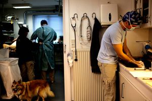 Nu er det endelig officielt; dyrlægeuddannelsen kommer til AU Viborgs campus i Foulum. Men den nye uddannelse, der er Danmarks dyreste at drive, har fortsat mange ting at se til, før dørene åbnes. 
