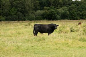 En voldsom episode blandt kvæget i en naturpark på Mols antændte en ophedet debat i begyndelsen af august. Myndighederne har siden undersøgt sagen. 