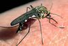 Malaria er en parasit, som myg kan bære og overføre til mennesker. Parasitten er udbredt i tropiske og subtropiske områder og specielt i Afrika.