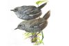 Scytalopus krabbei, eller på dansk hvidvinget tapaculo (hannen øverst, hunnen nederst). Fuglen, som lever i Perus Andesbjerge, er aldrig fotograferet i live. Men nu bliver den opkaldt efter den danske ornitolog Niels Krabbe. Han har med lydoptagelser af fuglens sang fra 1983 været med til at dokumentere, at der er tale om en selvstændig art. Foto: Akvarel malet af professor emeritus Jon Fjeldså, Zoologisk Museum/Ritzau Scanpix/Free