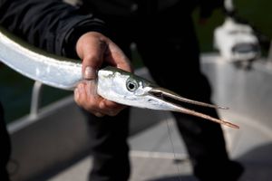 Som med al anden fisk skal hornfisk akkompagneres af en vin med meget syre. Anders Halskov fandt vinderen i Loire. 