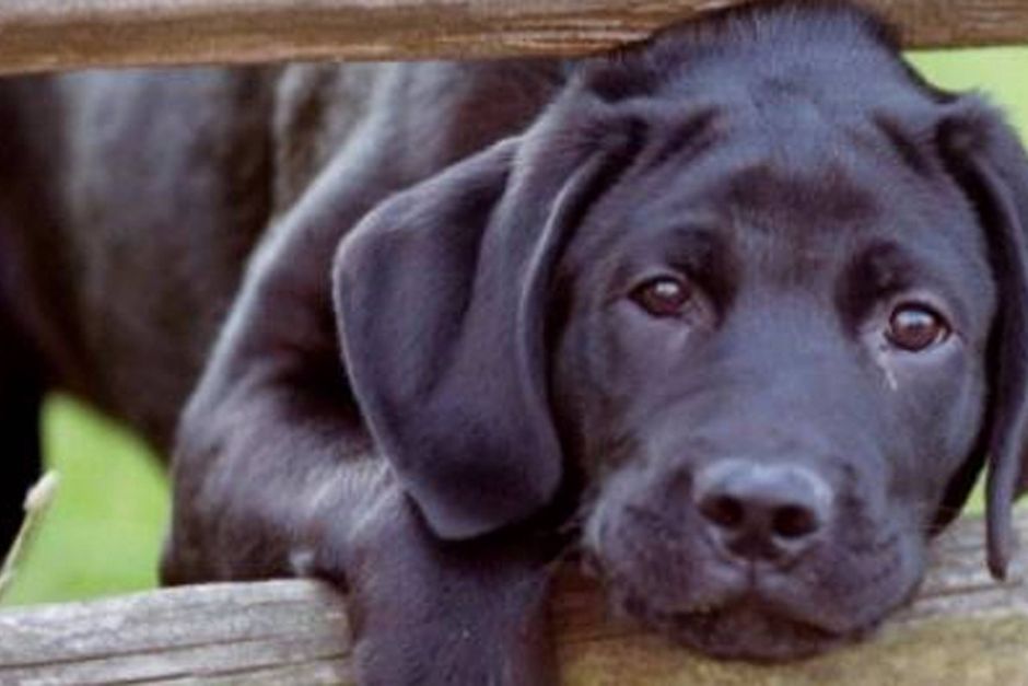 Stedord aktivt Definere Husk forsikringen, når du køber hund