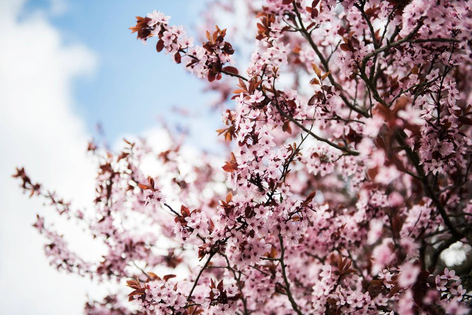 Når de fine sakura-træer er i fuldt flor i Japan, mødes familier, kærester og venner traditionen tro under blomsterkronerne for at dvæle i deres skønhed.