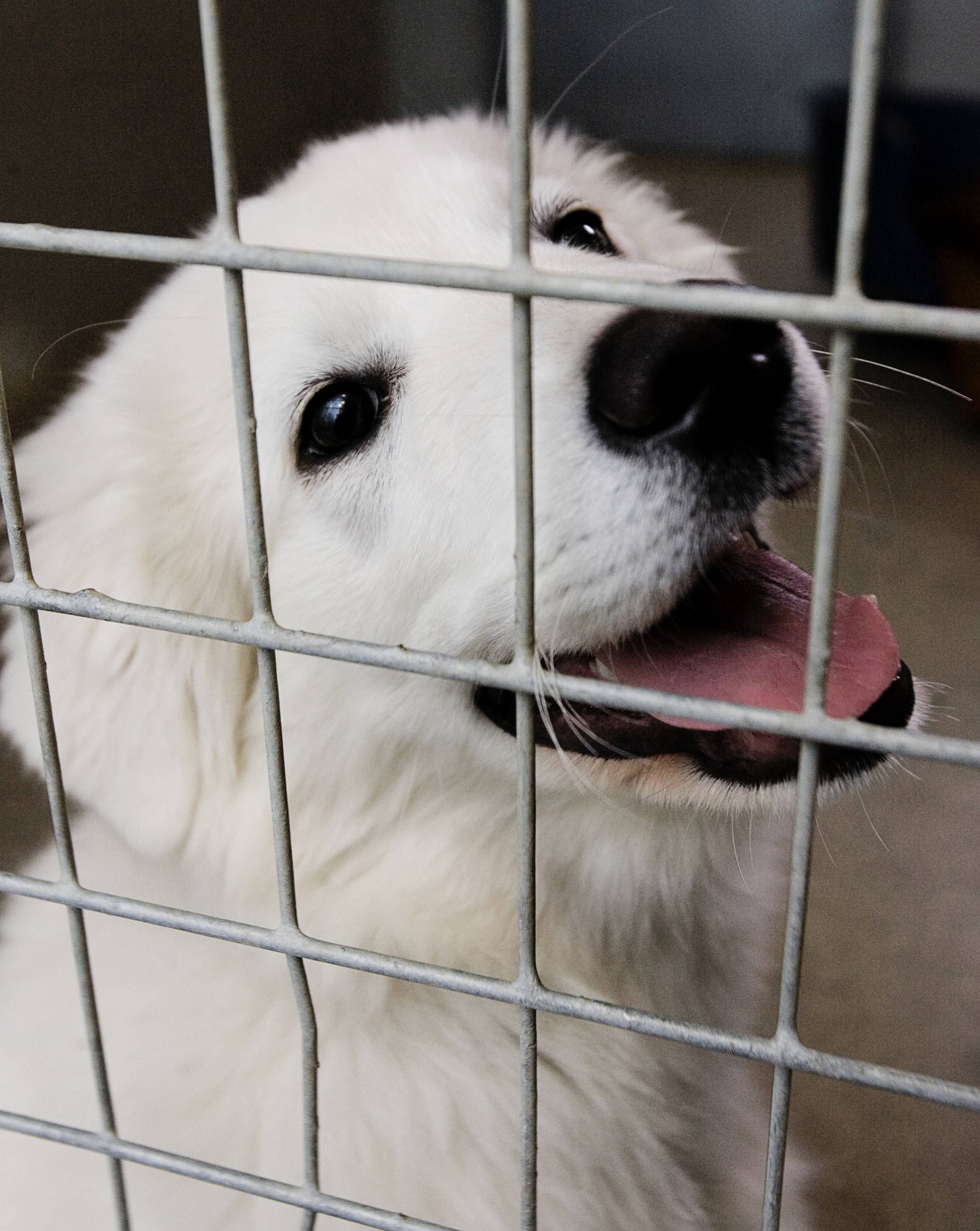 erfaring Depression Til sandheden Det skal du vide, hvis du vil adoptere en hund