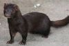Mink har i flere år været udstillet i dyreparken Aqua i Silkeborg for at vise, at dyr hurtigt kan vise naturlig adfærd, selvom de er opvokset i bure. Foto: Naturstyrelsen