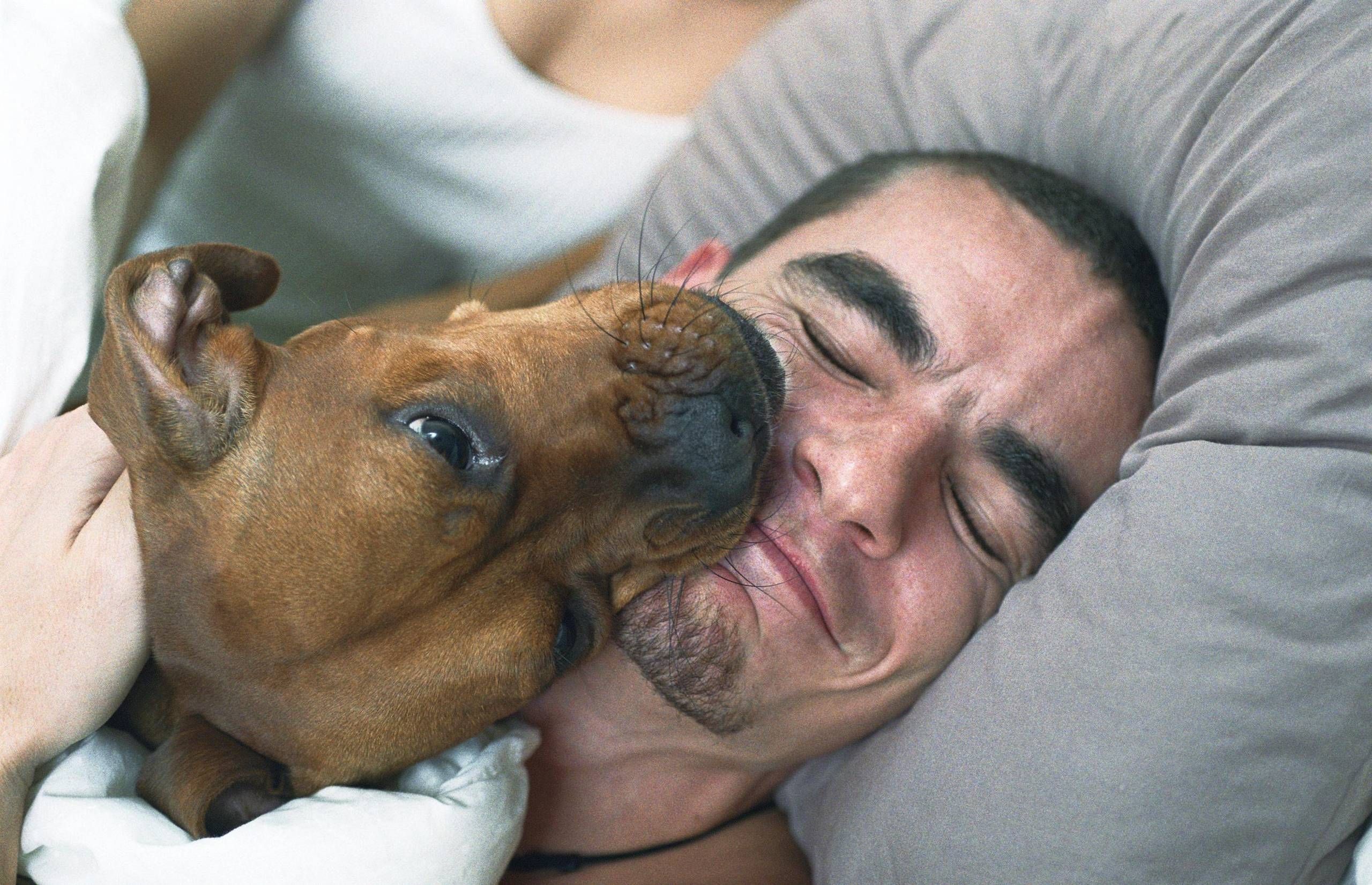 Din hund resistente bakterier, når den slikker dig i ansigtet