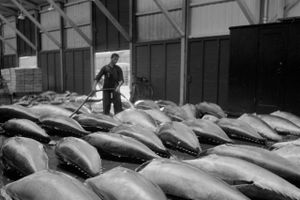 Der skal fanges 15-20 tunfisk i danske farvande, for at forskere fra DTU Aqua kan blive klogere på fiskene.