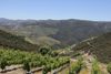 Douro-dalen ligger i det nordlige Portugal – nærmere bestemt 120 kilometer fra kysten, og er hjertet af landets portvinsproduktion.