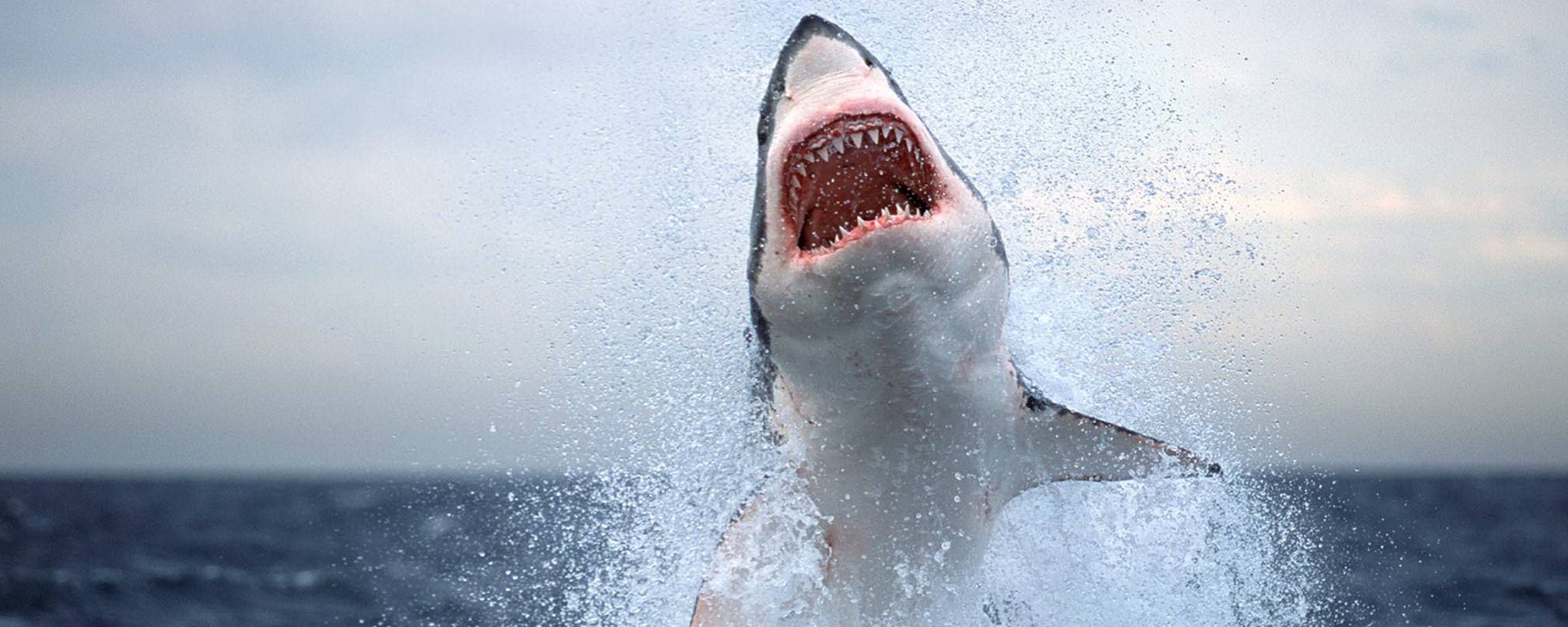 Bliv sammenfiltret muskel Smuk Den hvide haj i Nordsøen?