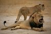 Cecil the lion