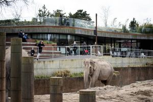 Zoologisk Have i København forventer i øjeblikket et underksud på minimun 50 millioner kroner i 2020 som følge af coronakrisen. Arkivfoto: Ida Guldbæk Arentsen/Ritzau Scanpix