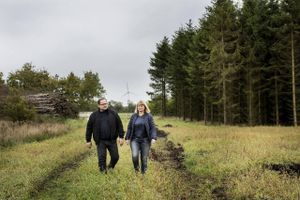 Jan Jørgensen og hans kone Lisbeth Hansen er bekymrede for, hvad 10 nye vindmøller vil gøre ved svinene på deres gård? De har sagt nej til at få millioner for at trække deres protester mod møllerne. Foto: Casper Dalhoff