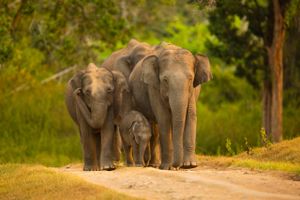 Krybskytteri og ødelæggelse af elefanternes levesteder har skabt et stort fald i bestanden og har truet arten.
