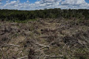 Valgsejr til Lula i Brasilien frigør indefrosne midler til klimabeskyttelse i Amazonas, siger norsk minister. 