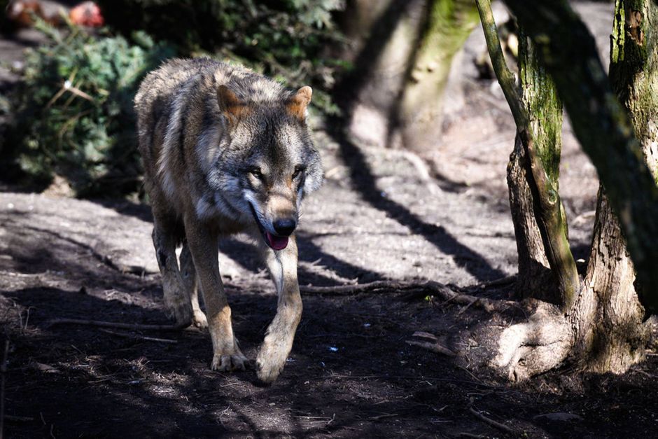 Et ulvepar i Klelund Plantage har fået mindst én ny hvalp, som efter alt at dømme er cirka to måneder gammel.