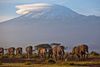 En flok af elefanter vandrer af sted for foden af Afrikas højeste bjerg, Kilimanjaro, i Amboseli National Park. Foto: Ben Curtis/AP