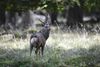 Sikahjort er havnet på EU's liste over invasive arter, fordi arten ikke er naturligt hjemmehørende i Europa og risikerer at skabe en hybridbestand, hvis den parrer sig med krondyr. (Arkivfoto). - Foto: Thomas Traasdahl/Ritzau Scanpix