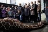 Giraffen Marius i København Zoo blev aflivet, obduceret og efterfølgende spist af løverne. Det vakte ramaskrig over hele verden. Foto: Peter Hove Olsen og Rasmus Flindt Pedersen