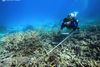 De største skader på revet er sket i området lidt nord for den populære turistdestination Port Douglas. Her er omkring 70 procent af korallerne tæt på vandoverfladen døde. Foto: Tane Sinclair-Taylor/AP