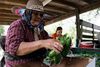 56-årige Guadelupe Ramirez fra Mexico har opnået amerikansk statsborgerskab. Mange andre arbejdere i amerikansk landbrug er illegale indvandrere, der kæmper for at få opholdstilladelse. Omtrent 200.000 af dem ville i løbet af fem år kunne få fast arbejdstilladelse, hvis en reform gennemføres. Foto: Lynne Sladky/AP.