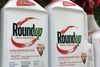 Monsanto, der står bag ukrudtsmidlet Roundup, skal betale en amerikansk skadedyrsbekæmper en erstatning på 1,9 mia. kr. for være skyld i hans terminale kræftsygdom. Foto: Reed Saxon