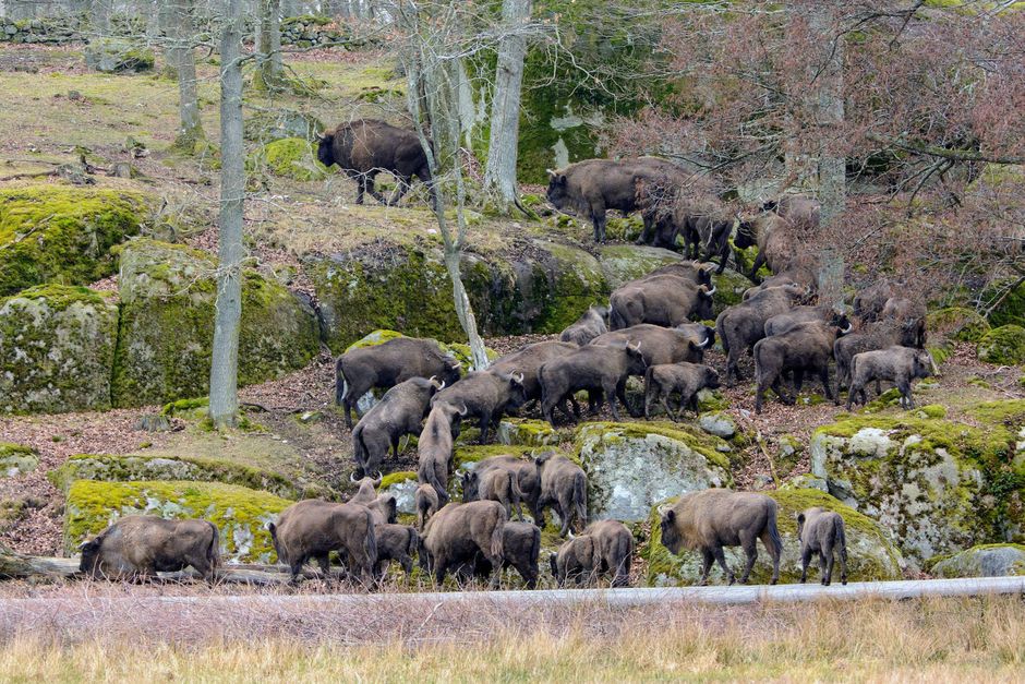I Eriksberg kan man på tæt hold opleve kronvildt, bisonokser, vildsvin og over 200 fuglearter. Skandinaviens største safaripark ligger i det sydøstlige Sverige, og i denne weekend slår parken dørene op for sæsonen.