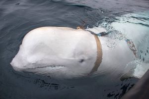 En nysgerrig hvidhval, som mistænkes for at have fået russisk militærtræning, har forladt sit vante miljø i Norge og er svømmet til Sverige. Den formodede spionhval har i flere år vakt opsigt på sin rejse langs den norske vestkyst.