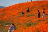 Folk går igennem valmueengene. i Antelope Valley, Californien. Foto: REUTERS/Mario Anzuoni