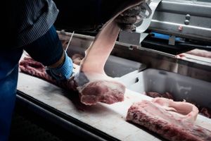 Vinteren bliver lang og hård for de danske svineproducenter. Svinekødsafregningen er styrtdykket efter Ruslands boykot, og der er udsigt til nye prisfald.