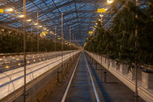 Søde drømme om et gyldent milliardmarked har lokket en række gartneriejere og andre investorer til at poste store summer i produktion af medicinsk cannabis. Produktionen kører for fuld damp, men alle virksomhederne er afskåret fra at sælge deres varer.