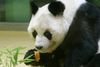 Bao Bao blev 34 år.