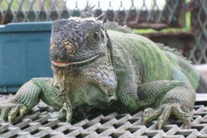 En grøn leguan ligger i solen i Florida. Leguanen er et vekselvarmt dyr, og er derfor afhængig af omgivelsernes temperatur, da den ikke er i stand til selv at varme kroppen tilstrækkeligt op. Derfor ses den tit liggende i solen. Det betyder også, at det primært er i den sydlige del af Florida, at leguanerne udgør et problem.  Foto: Wikimedia Commons/keNzi
