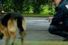 En hundepatrulje fangede en rumænsk indbrudstyv efter 15 km jagt i nat.