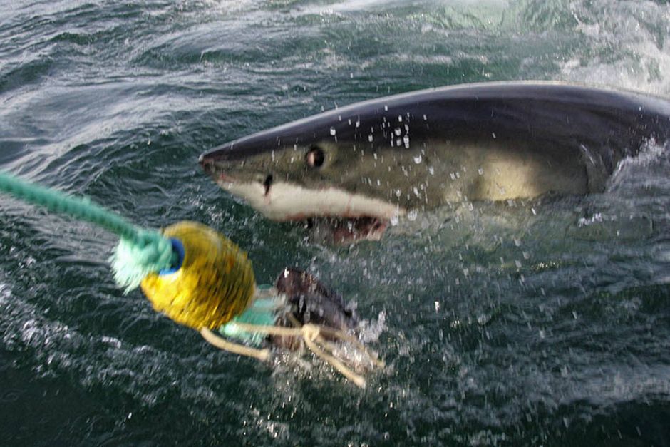 krøllet Melting Skøn Stor hvid haj bag angreb i Australien