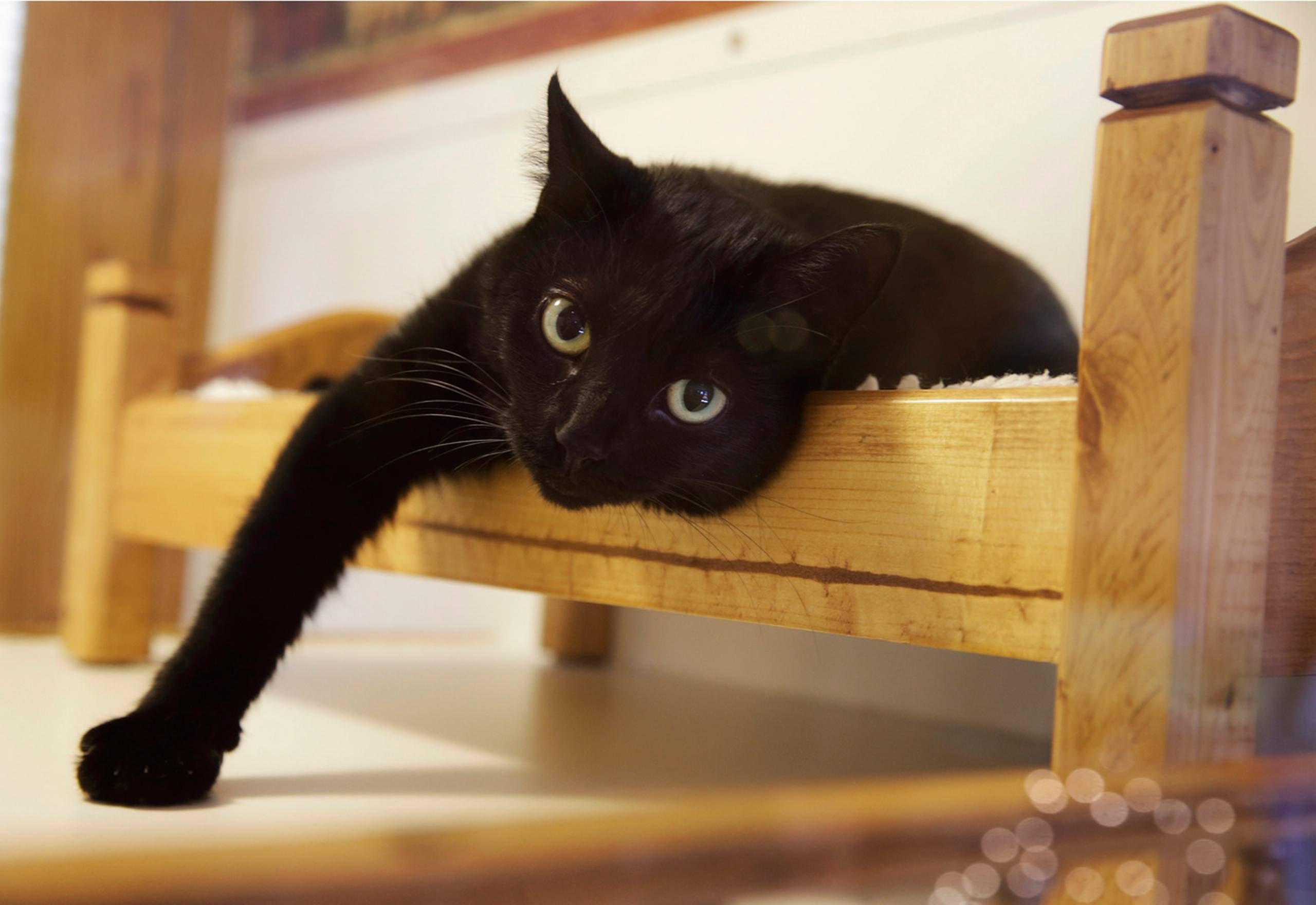 træ oversættelse Falde tilbage Svært at bortadoptere sorte dyr: »Sorte katte er også gode katte«