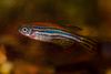 Bittesmå plastikpartikler kan tilsyneladende skade zebrafisk. Men vi ved alt for lidt om, hvad plastikken gør ved både mennesker og natur, fortæller forskere. Foto: Shutterstock/Videnskab.dk