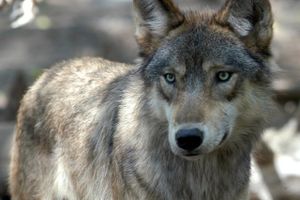 En ung ulvs færden er blevet kortlagt via gps-data. Ulven befandt sig mest på naturområder og undgik veje.