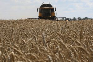 Efter krigens start har tonsvis af korn hobet sig op i Ukraine, men en aftale gør eksport mulig igen.