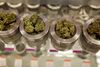 Medicinsk cannabis. Foto: Gosia Wozniacka/AP